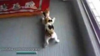 Настенный лазутчик - смотреть видео (0:15)