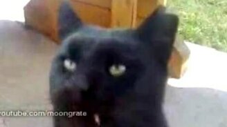 Саблезубый котяра - смотреть видео (0:32)