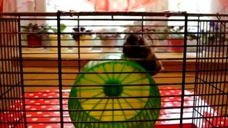 Хомяк - атлет - смотреть видео (4:17)