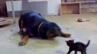 Храбрый черныш - смотреть видео (1:14)