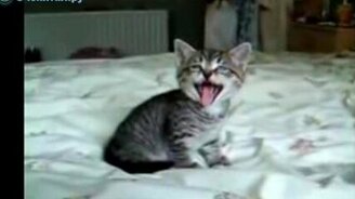 Кошачьи вопли - смотреть видео (1:26)