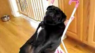 Коляска для Люси - смотреть видео (0:33)