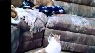 Кот гоняет бульдога - смотреть видео (2:10)