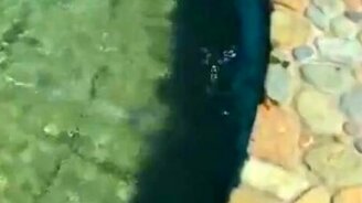 Шикарный лягушатник - смотреть видео (1:30)