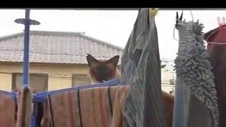 Полёт был красивый... - смотреть видео (0:34)