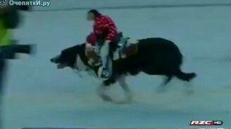 Необычное родео - смотреть видео (0:18)