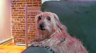 Эмоциональная собака - смотреть видео (0:06)