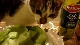 Любитель капусты - смотреть видео (1:30)