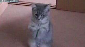 Котя попрошайка - смотреть видео (0:20)