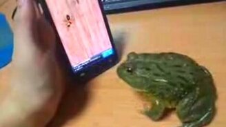 Лакомство для лягушки - смотреть видео (0:27)