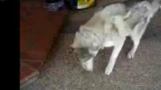 Собачьи чихи - смотреть видео (0:59)