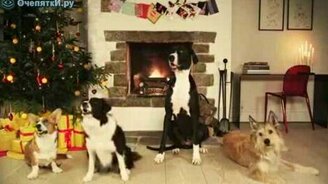 Джингл Беллз по-собачьи - смотреть видео (0:20)