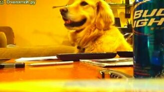 Пёс - фанат гитары - смотреть видео (1:22)