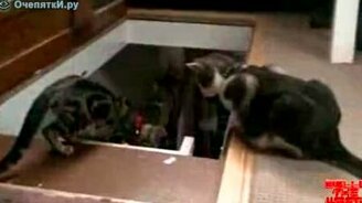 Сбросил напарника с лестницы - смотреть видео (0:11)