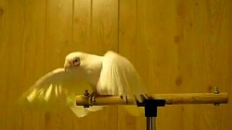 Пернатый любитель рок-н-ролла - смотреть видео (2:43)