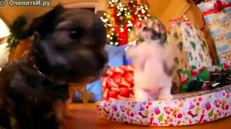 Щенята распаковывают рождественские подарки - смотреть видео (2:05)
