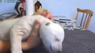 Белый медведь в детстве - смотреть видео (0:41)