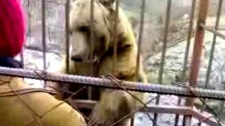 Застенчивый мишка - смотреть видео (1:13)