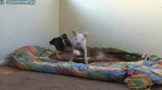 Хорошие друзья-приятели - смотреть видео (2:44)