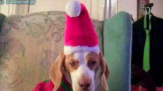 Собачьи наряды на Новый год - смотреть видео (0:56)