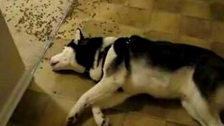 Ленивая лайка - смотреть видео (0:18)