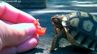 Близорукая черепаха - смотреть видео (1:27)