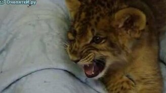Первый рык львёнка - смотреть видео (0:53)