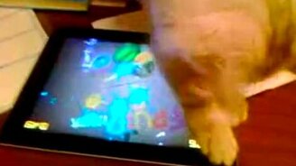 Битва котёнка с ай-пэдом - смотреть видео (1:17)