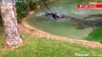 Крокодилу понравилась газонокосилка - смотреть видео (0:48)