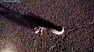 Танцы со змеёй - смотреть видео (0:48)