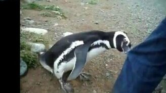 Ну посмотри на меня! - смотреть видео (0:16)