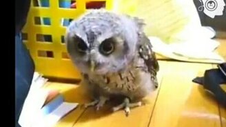 Совиный даб-степ - смотреть видео (2:03)