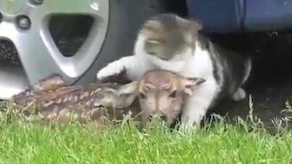 Олени в городе - смотреть видео (1:56)