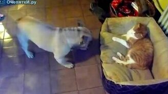 Борьба за свой диван - смотреть видео (1:53)