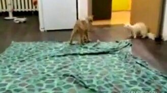 Бешеные игры хорька и кота - смотреть видео (1:53)