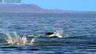 Пеликаны в небе, скаты в океане - смотреть видео (2:10)