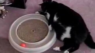 Игривый толстяк - смотреть видео (0:21)