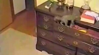 Белка из комода - смотреть видео (0:19)