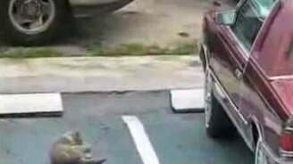 Смелый птенчик и игривый кот - смотреть видео (0:35)