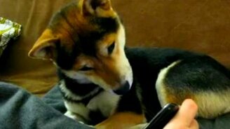 Пёс слушает звуки телефона - смотреть видео (0:12)