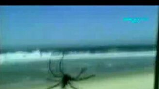 Забавные розыгрыши с пауками - смотреть видео (8:10)