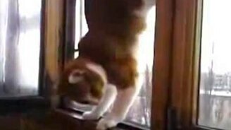 Кот акробат за окном - смотреть видео (0:11)