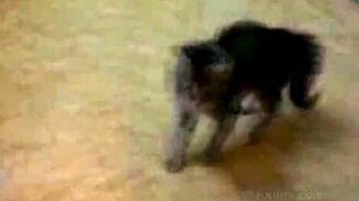Танцы котёнка - смотреть видео (1:06)