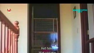 Подборка эпических побегов - смотреть видео (4:28)