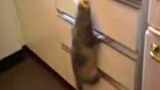 Хорёк и куриная тушка - смотреть видео (1:39)