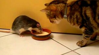 Хитроумная крыска - смотреть видео (0:39)