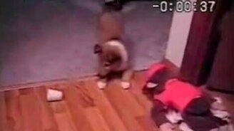 Щенок и пластиковый стаканчик - смотреть видео (0:32)