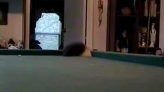 Волшебная кошечка - смотреть видео (0:18)