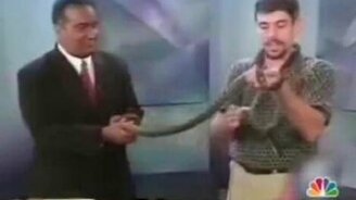 Ведущий испугался ящерку - смотреть видео (0:06)