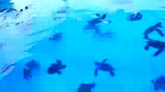 Морские черепашата - смотреть видео (0:41)